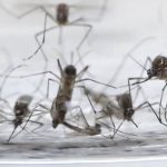 How to avoid mosquito bites: three home remedies that work as a repellent